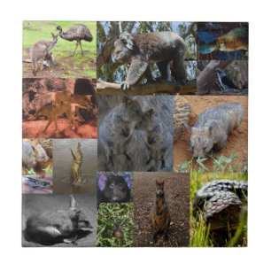 Wilde Wunder: Faszinierende australische Fotocolla Fliese