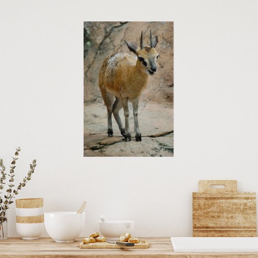 Wilde Ziegen Poster (Küche)