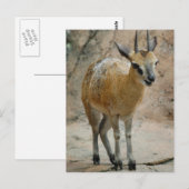 Wilde Ziegen Postkarte (Vorne/Hinten)