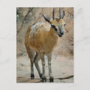 Wilde Ziegen Postkarte