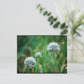 Wilde Zwiebelblüte Postkarte (Stehend Vorderseite)