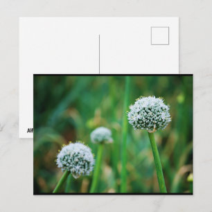 Wilde Zwiebelblüte Postkarte