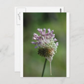 Wilde Zwiebeln Wildblume Crow Knolic, Allium vinea Postkarte (Vorne/Hinten)