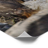 Wildebeest, der während der Zeit in den Mara River Poster (Ecke)