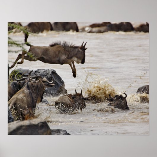 Wildebeest, der während der Zeit in den Mara River Poster (Vorne)
