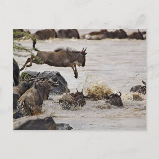 Wildebeest, der während der Zeit in den Mara River Postkarte (Vorderseite)