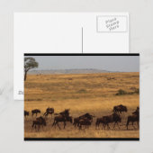 Wildebeest Herd Postkarte (Vorne/Hinten)