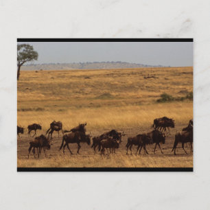 Wildebeest Herd Postkarte