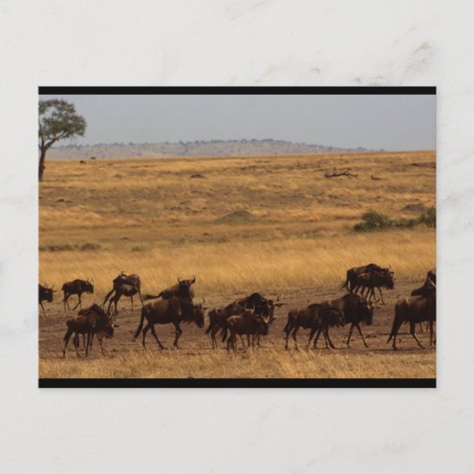 Wildebeest Herd Postkarte (Vorderseite)