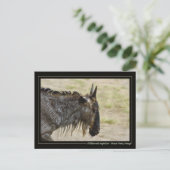 Wildebeest Migration Kenia - Postkarten für wild l (Stehend Vorderseite)