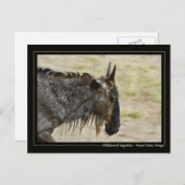 Wildebeest Migration Kenia - Postkarten für wild l (Vorne/Hinten)