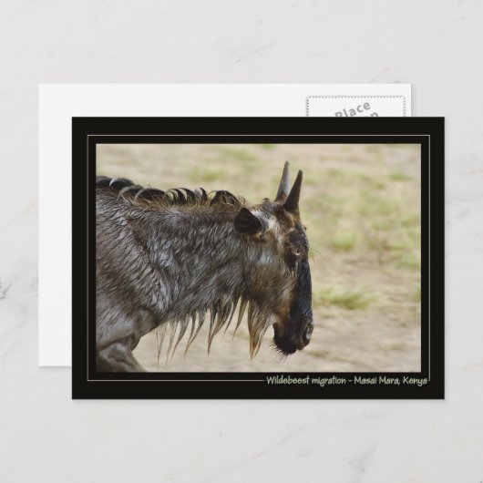 Wildebeest Migration Kenia - Postkarten für wild l (Vorne/Hinten)