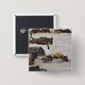 Wildebeest springt in den Mara River Button (Vorne & Hinten)