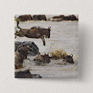 Wildebeest springt in den Mara River Button