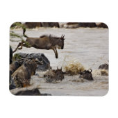 Wildebeest springt in den Mara River Magnet (Horizontal)