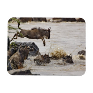 Wildebeest springt in den Mara River Magnet