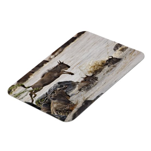 Wildebeest springt in den Mara River Magnet (Linke Seite)