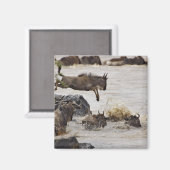 Wildebeest springt in den Mara River Magnet (Vorderseite/Rückseite)
