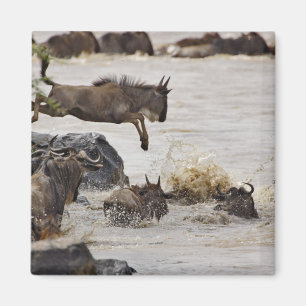 Wildebeest springt in den Mara River Magnet