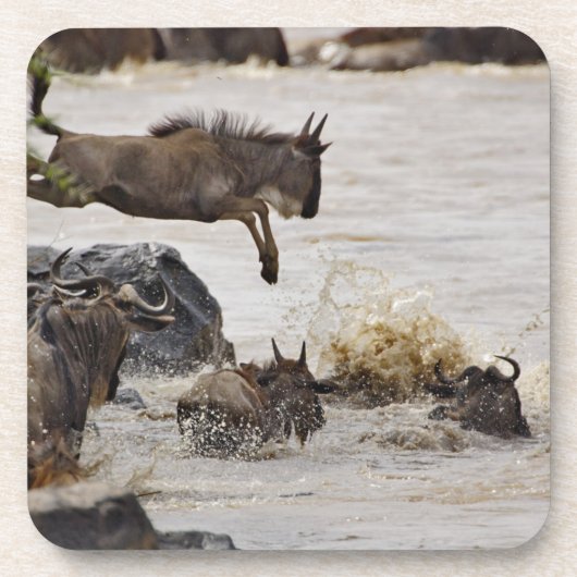 Wildebeest springt in den Mara River Untersetzer (Vorderseite)