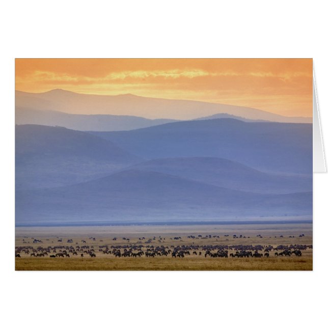 Wildebeest während der Migration, Connochaetes (Vorderseite (Horizontal))