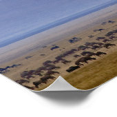 Wildebeest während der Migration, Connochaetes Poster (Ecke)