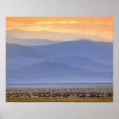 Wildebeest während der Migration, Connochaetes Poster (Vorne)