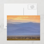 Wildebeest während der Migration, Connochaetes Postkarte (Vorne/Hinten)