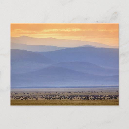 Wildebeest während der Migration, Connochaetes Postkarte (Vorderseite)
