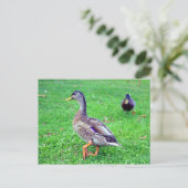 Wildente Postkarte (Stehend Vorderseite)