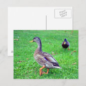 Wildente Postkarte (Vorne/Hinten)