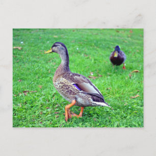 Wildente Postkarte