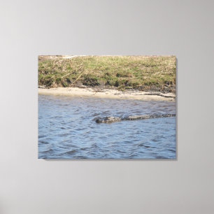 Wilder Alligator am Flussufer – Florida Wildlife  Leinwanddruck
