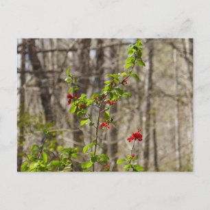 Wilder Azaleenbusch in den Smoky Mountains Postkarte