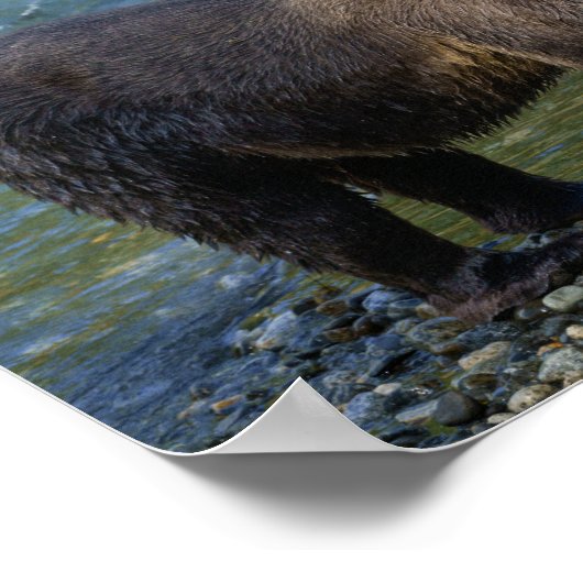 Wilder Bär Got seinen Lachs bei Toba Inlet Poster (Ecke)
