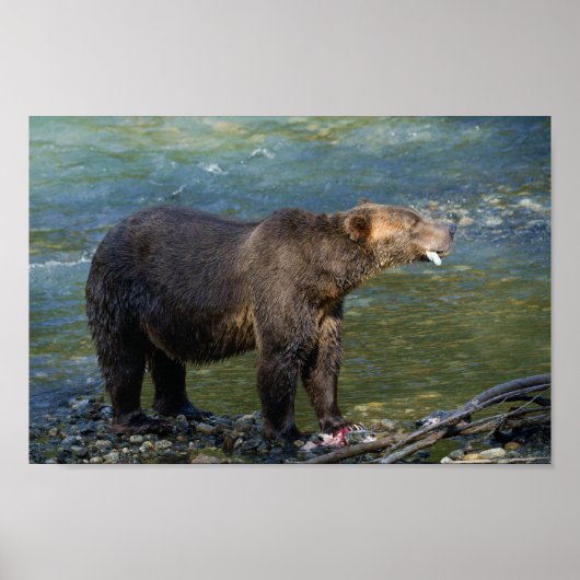 Wilder Bär Got seinen Lachs bei Toba Inlet Poster (Vorne)