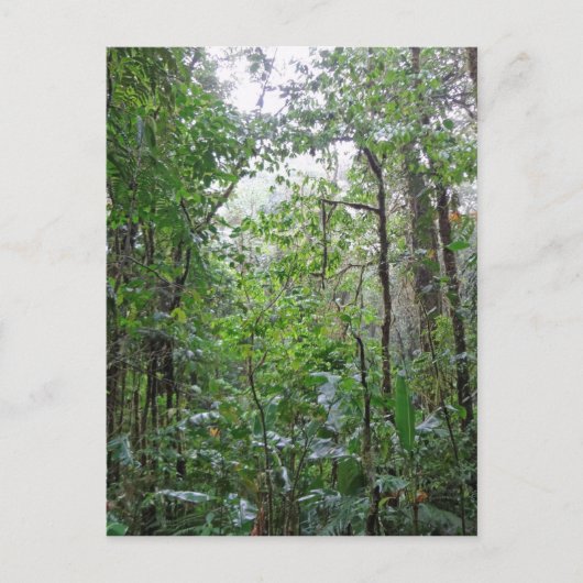 wilder Dschungel Postkarte (Vorderseite)