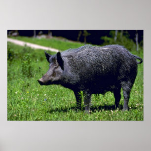 Wilder Eber Poster