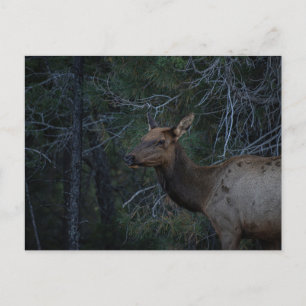 Wilder Elch im Pinienwald - Fotos von Wildtieren Postkarte