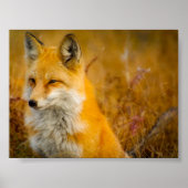 Wilder Fox im Wald Poster (Vorne)