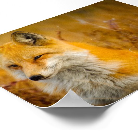 Wilder Fox im Wald Poster (Ecke)