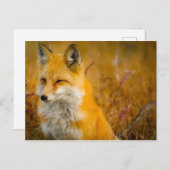 Wilder Fox im Wald Postkarte (Vorne/Hinten)