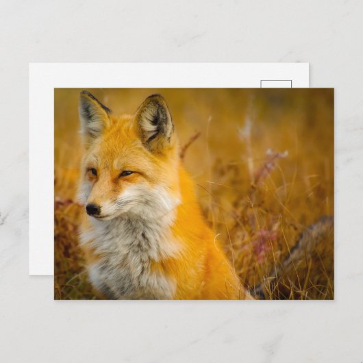Wilder Fox im Wald Postkarte (Vorne/Hinten)