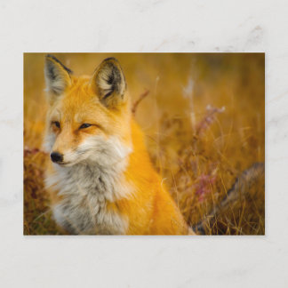 Wilder Fox im Wald Postkarte