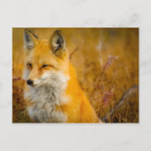 Wilder Fox im Wald Postkarte (Vorderseite)