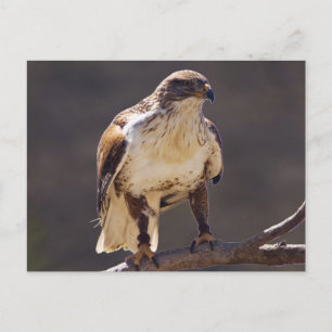 wilder Hawk Postkarte