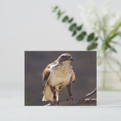 wilder Hawk Postkarte (Stehend Vorderseite)