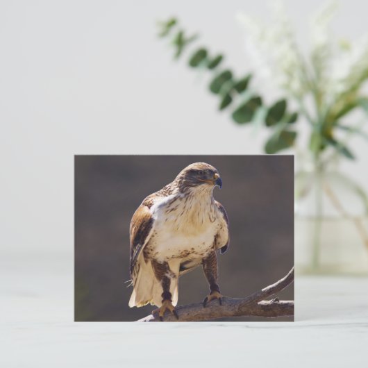 wilder Hawk Postkarte (Stehend Vorderseite)