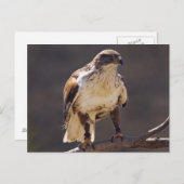 wilder Hawk Postkarte (Vorne/Hinten)