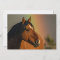 Wilder Hengst, Goldenes Licht und Regenbogen